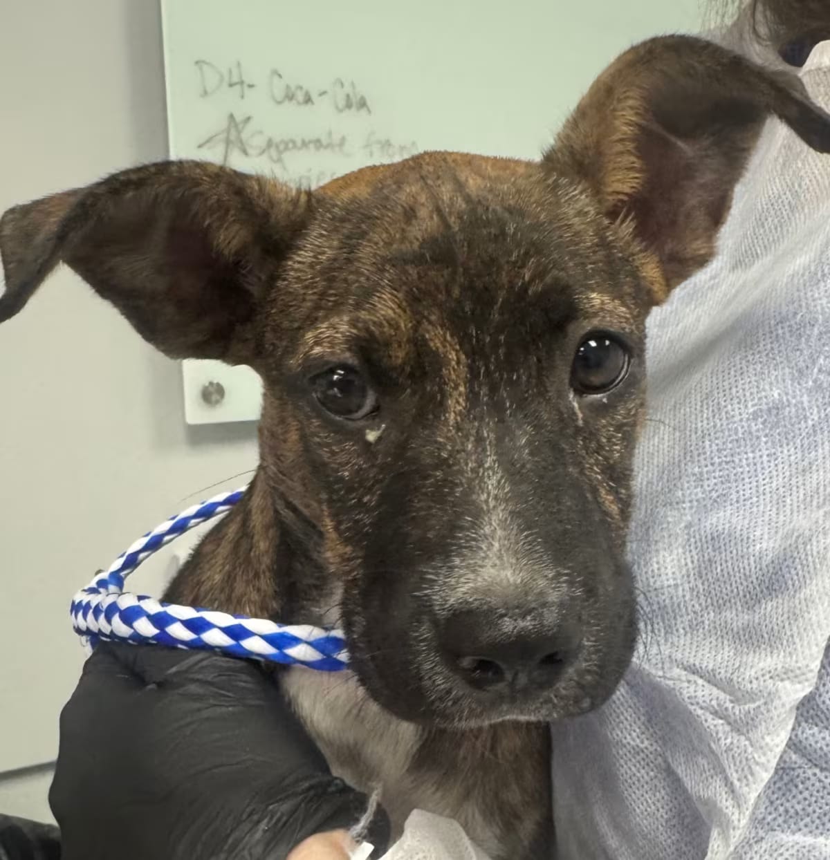 Photo of Kirby, adoptable Mixed Breed (Small) in Greenville, South Carolina