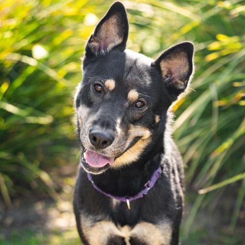 Photo of Dango, adoptable German Shepherd Dog in Camarillo, California