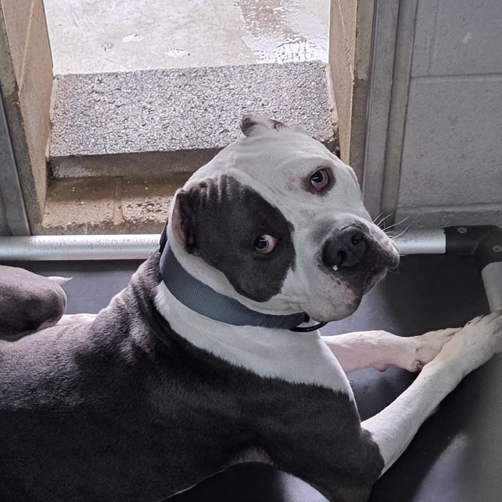 Photo of Waterboy, adoptable Terrier, American Staffordshire