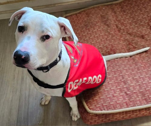 Photo of Echo, adoptable Pit Bull Terrier in Visalia, California