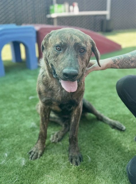 Photo of Stretch, adoptable Pit Bull Terrier in San Bernardino, California