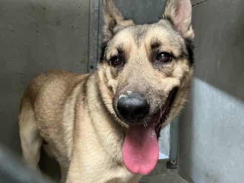 Photo of Vince, adoptable German Shepherd Dog in San Bernardino, California