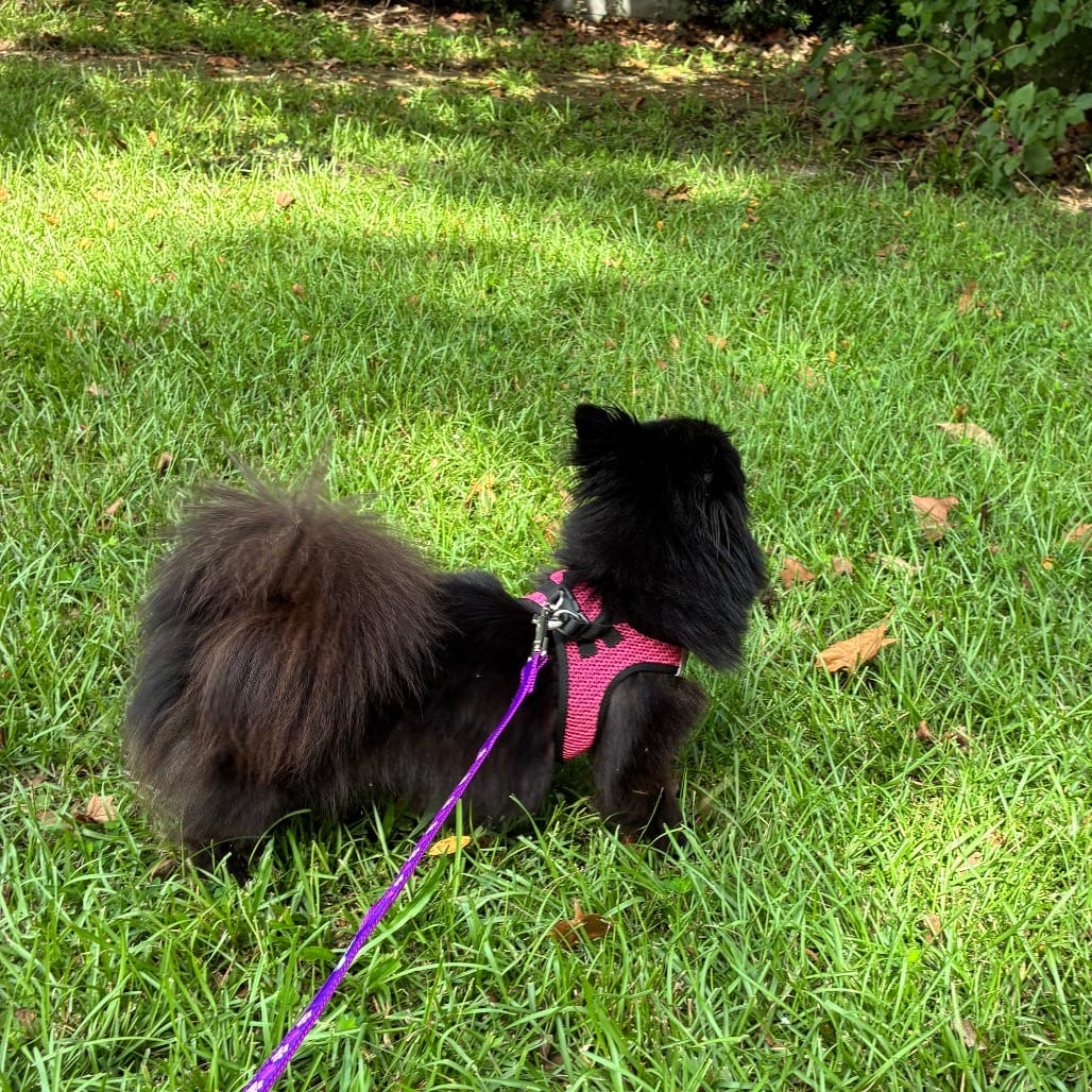 Photo of Skittles, adoptable Mixed Breed (Small) in Gainesville, Florida