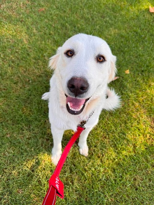 Photo of Ethel, adoptable Golden Retriever in San Diego, California