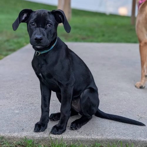 Photo of Ansley, adoptable Labrador Retriever in New Oxford, Pennsylvania