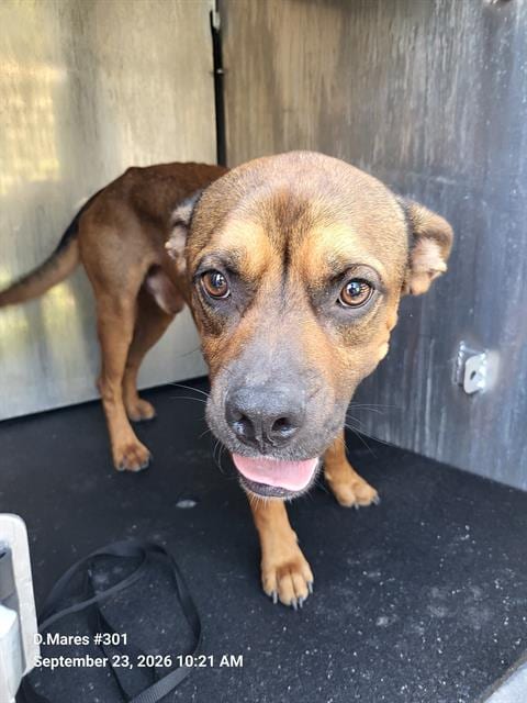 Photo of Perro, adoptable Boxer in San Antonio, Texas