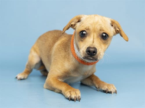 Photo of Chikitita, adoptable Chihuahua in Phoenix, Arizona