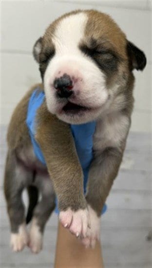 Photo of Saturn, adoptable Pit Bull Terrier in San Bernardino, California
