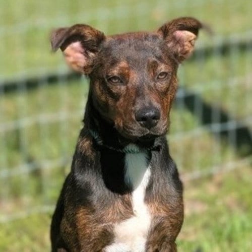 Photo of Roxs, adoptable Plott Hound in Canton, Connecticut