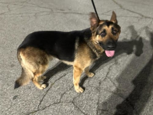 Photo of Max The Second, adoptable German Shepherd Dog in Baldwin Park, California