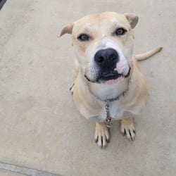 Photo of Beau, adoptable Labrador Retriever in Winchester, Virginia