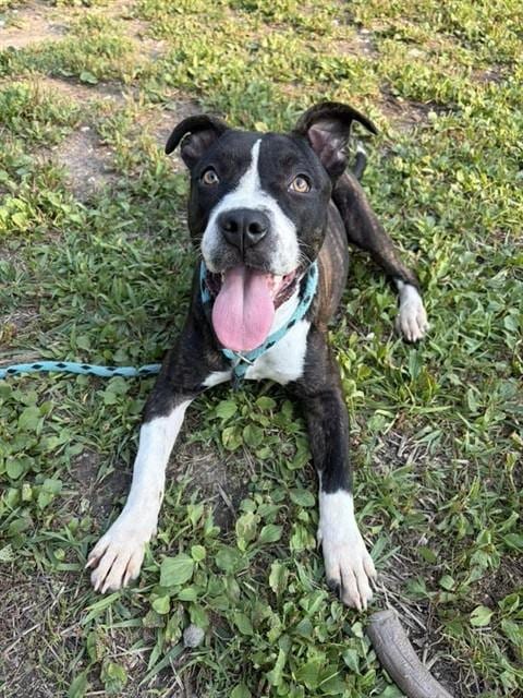 Photo of Iskra, adoptable American Pit Bull Terrier in Chicago, Illinois
