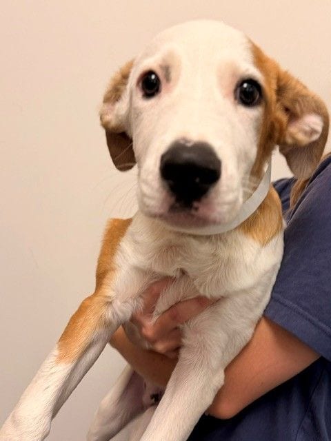 Photo of Steven, adoptable Unknown breed in Rancho Santa Fe, California