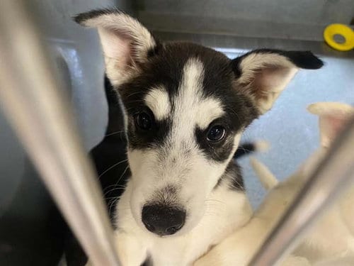 Photo of Radahn, adoptable Siberian Husky in Orange, California
