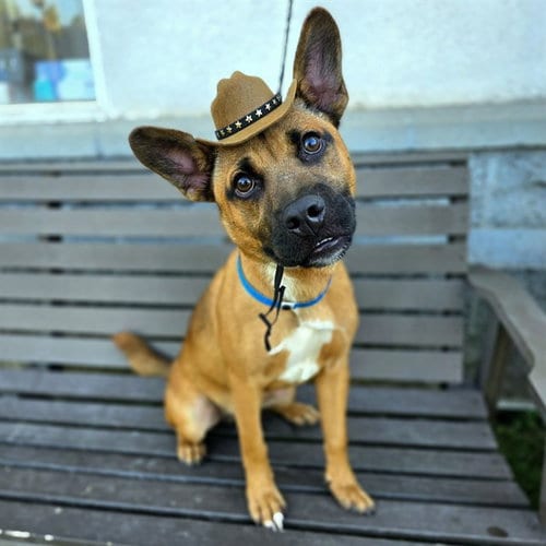 Photo of Nelson, adoptable German Shepherd Dog in Long Beach, California