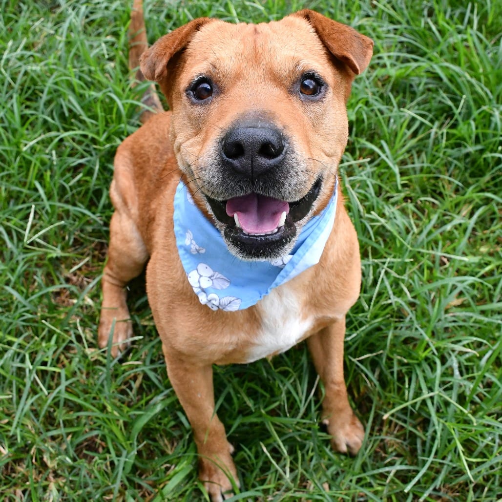 Photo of Cooper, adoptable Catahoula Leopard Dog in Beaumont, Texas