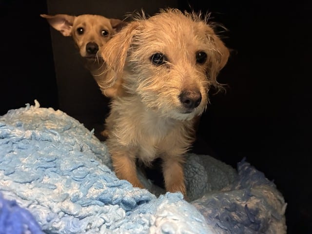 Photo of Senior Dachshund - Wirehaired mix, adoptable Dachshund - Wirehaired mix in San José, California