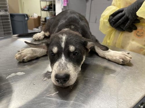 Photo of A1935706, adoptable German Shepherd Dog in Thousand Palms, California