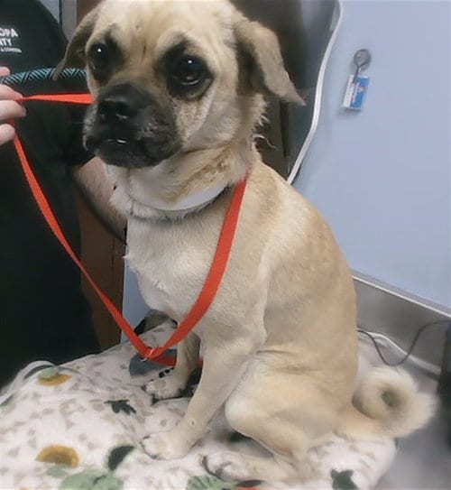 Photo of Sir Snuffle, adoptable Pug in Phoenix, Arizona