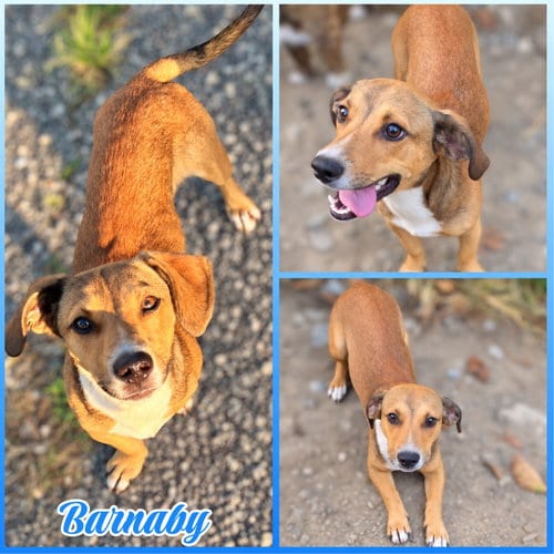 Photo of Barnaby, adoptable Dachshund in Blacksburg, South Carolina