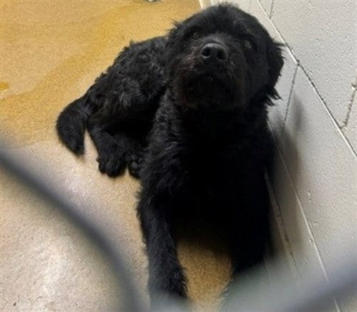 Photo of Dale, adoptable Terrier in Anchorage, Alaska