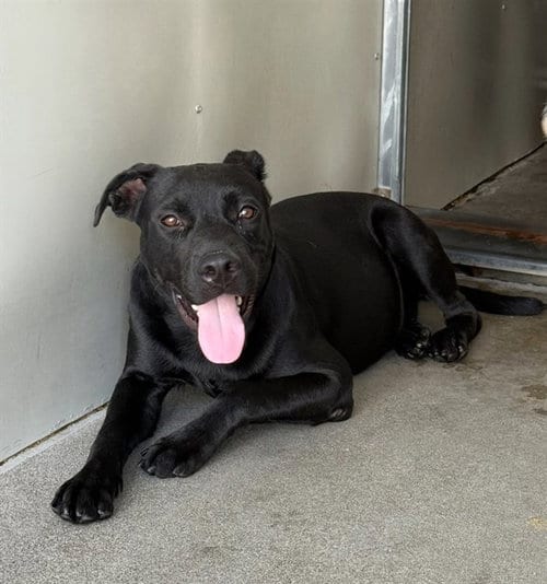 Photo of Vader, adoptable Labrador Retriever in San Bernardino, California