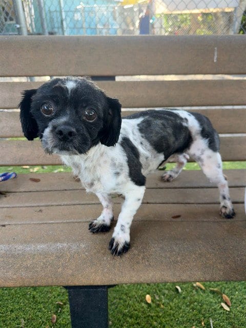 Photo of Duffy, adoptable Shih Tzu in Fort Myers, Florida