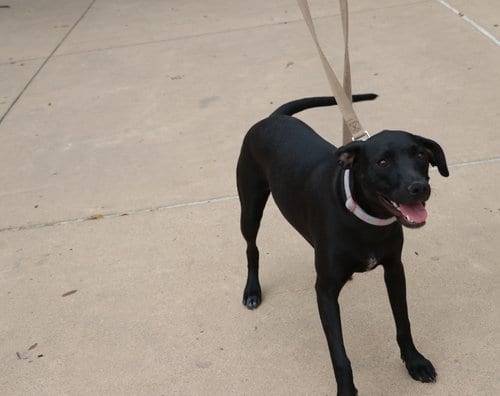 Photo of Dottie Hinson, adoptable Labrador Retriever in Pflugerville, Texas