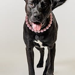Photo of Zelda, adoptable American Pit Bull Terrier Labrador Retriever in St. Clair Shores, Michigan