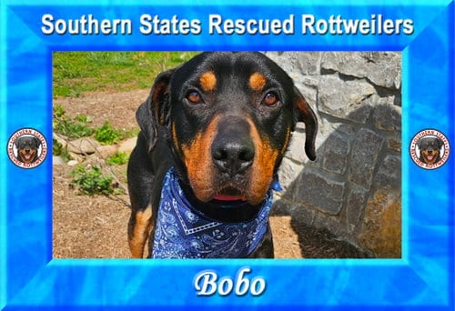Photo of Bobo, adoptable Rottweiler in White Hall, Arkansas