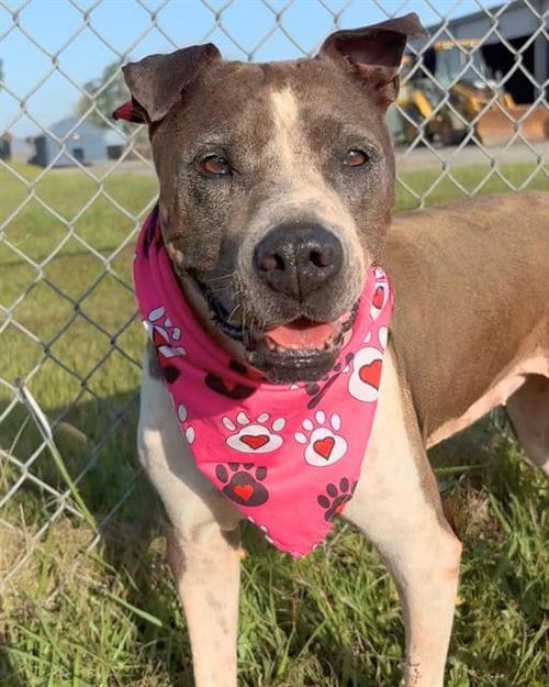 Photo of Paris, adoptable Staffordshire Bull Terrier in Rosenberg, Texas