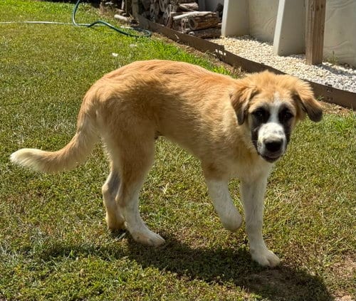 Photo of Puppy Benny, adoptable Great Pyrenees in Franklin, Tennessee