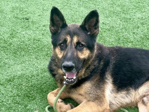 Photo of Bronny, adoptable German Shepherd Dog in San Pedro, California