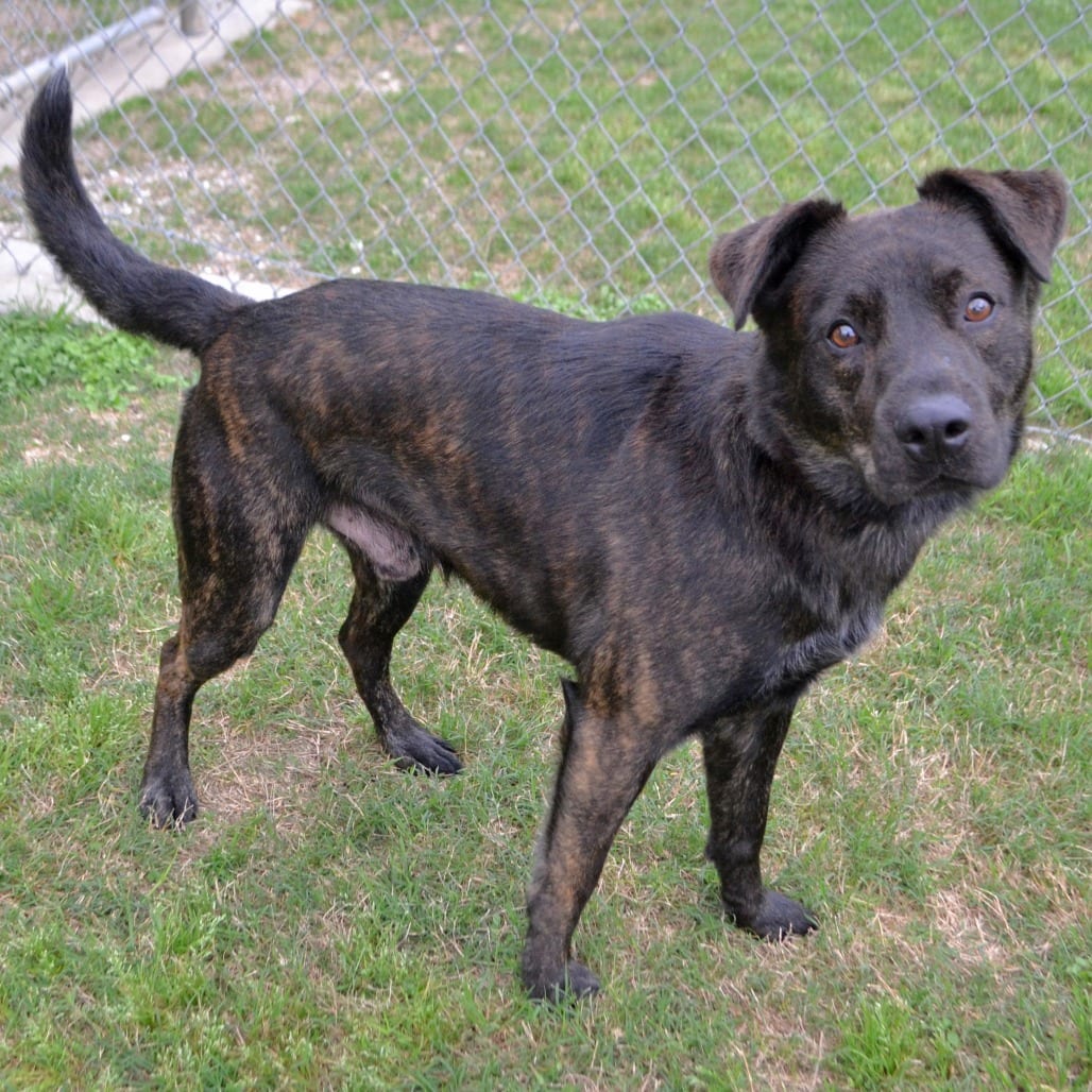 Photo of Koda, adoptable Cattle Dog, Australian (Red Heeler) / Terrier, Pit Bull in Beaumont, Texas