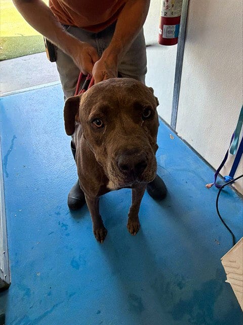 Photo of A171421, adoptable Mastiff in Bakersfield, California