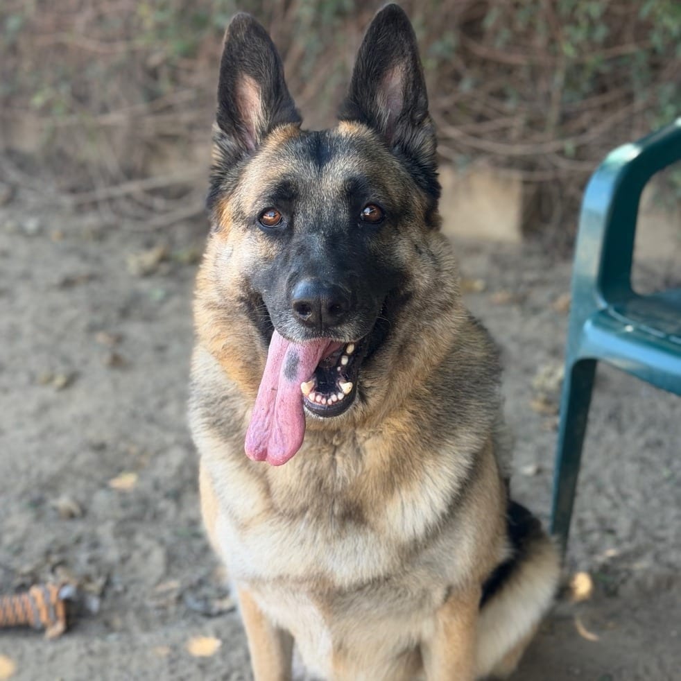 Photo of Mahogany, adoptable Shepherd, German / Mixed Breed (Large) in Riverside, California