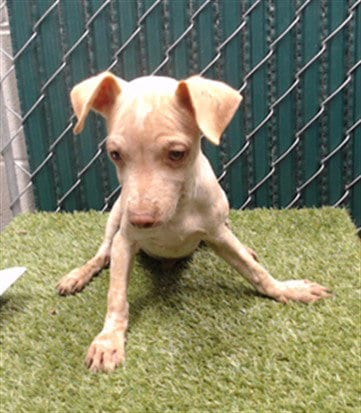 Photo of Niles, adoptable Chihuahua in Downey, California