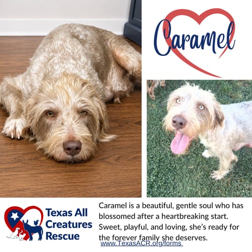 Photo of Caramel, adoptable Terrier in Lillian, Texas