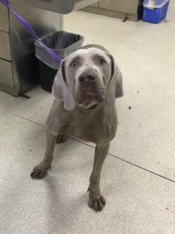 Photo of Mr. Grey, adoptable Weimaraner in Riverside, California