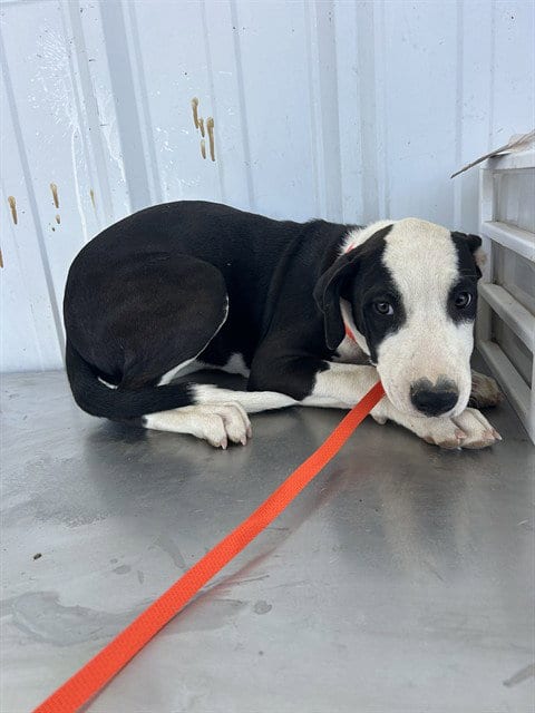 Photo of Millie, adoptable Pit Bull Terrier in Bakersfield, California