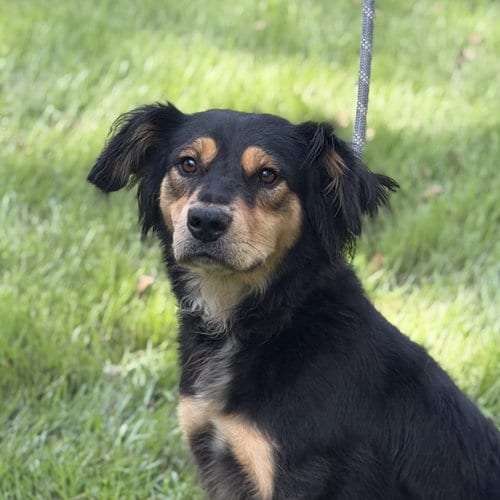 Photo of Sissy, adoptable Retriever in Yardley, Pennsylvania