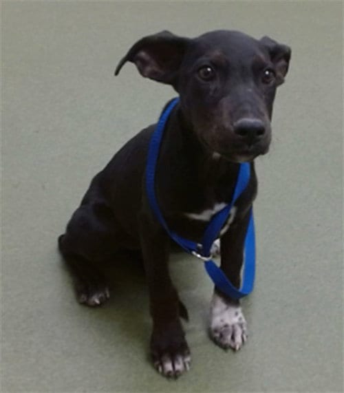 Photo of Tish, adoptable Labrador Retriever in San Bernardino, California