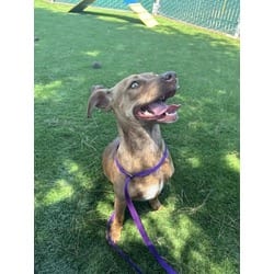 Photo of Snickers, adoptable Dachshund Chihuahua in San Bernardino, California