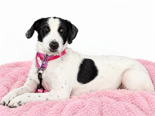 Photo of Spotia, adoptable Pointer in Ft Lauderdale, Florida