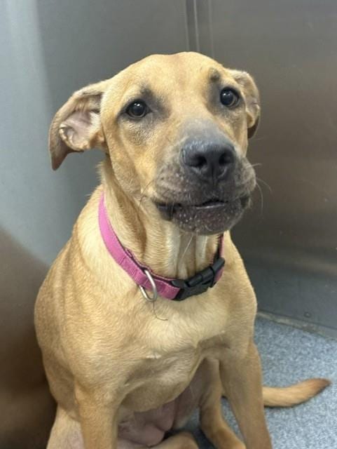 Photo of Bonnie, adoptable Mixed Breed