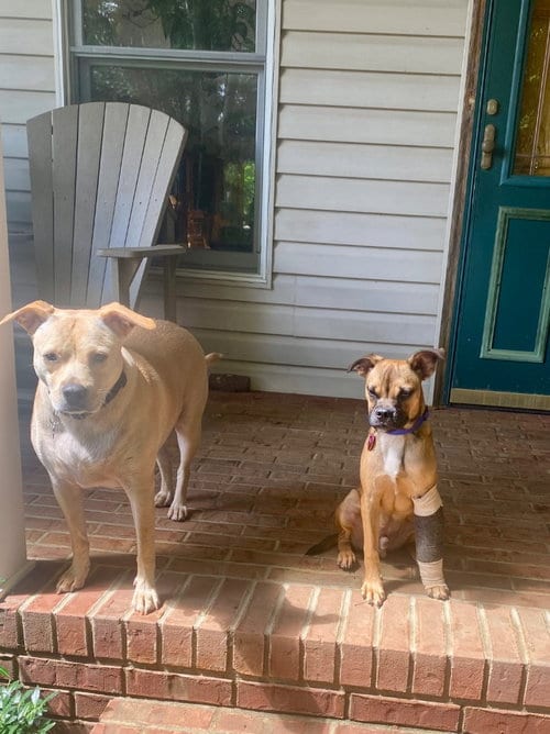 Photo of Naji, adoptable Terrier in Ellijay, Georgia