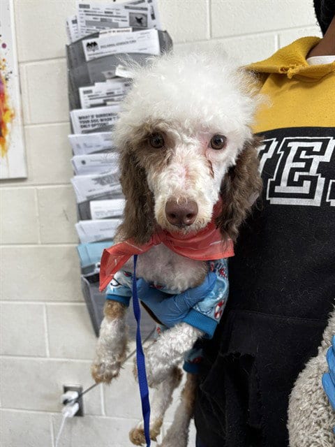 Photo of August, adoptable Poodle (Miniature) in Forestville, Maryland