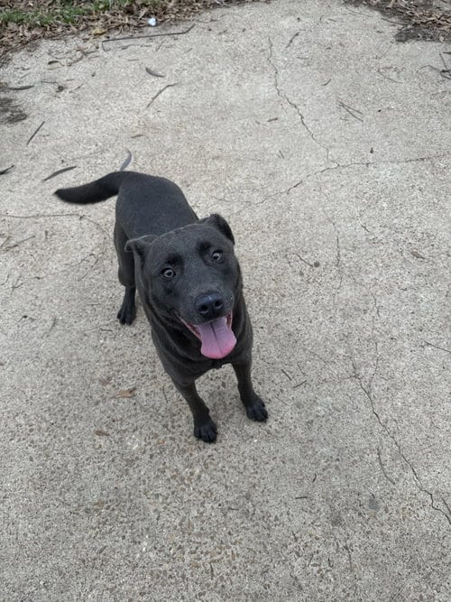 Photo of Teddy, adoptable Labrador Retriever in Jackson, Mississippi