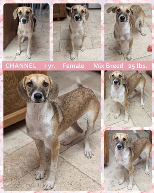 Photo of Channel, adoptable Beagle in Mesa, Arizona