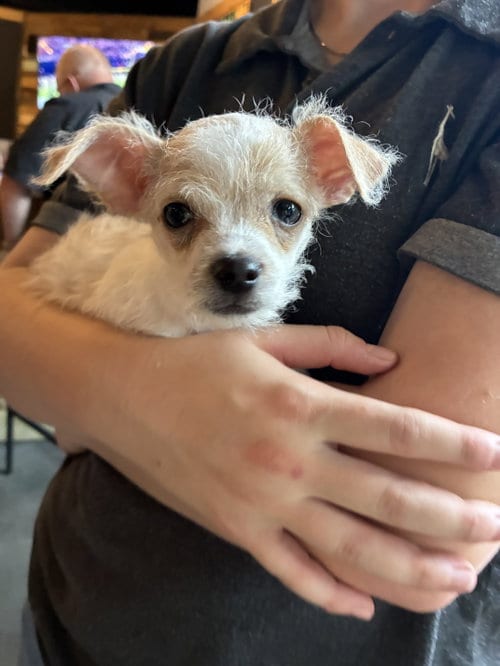 Photo of Opie, adoptable Chihuahua in Holly Springs, North Carolina